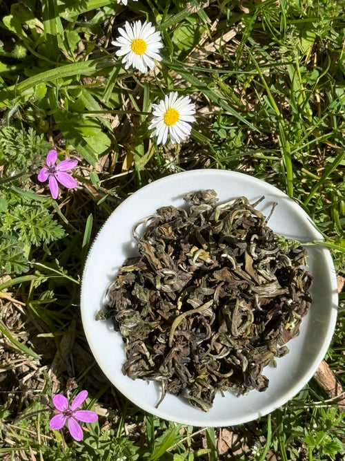 Whole-leaf First Flush tea from the Himali Cup Spring Set - dry leaves from the 2026 Himalayan harvest