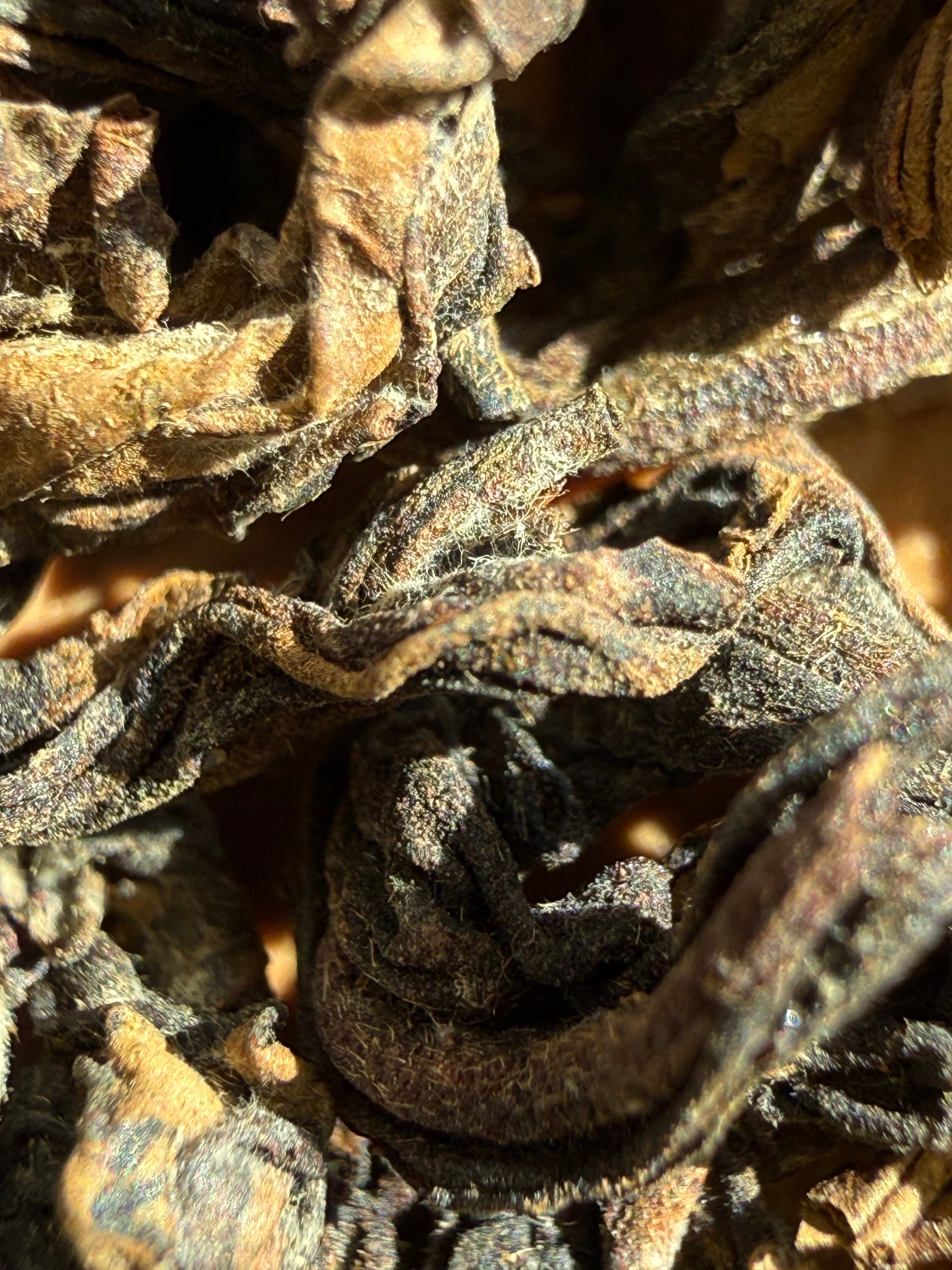 Macro close-up of dry Himalayan GABA Oolong leaves, dark and twisted with a dense covering of fine hairs