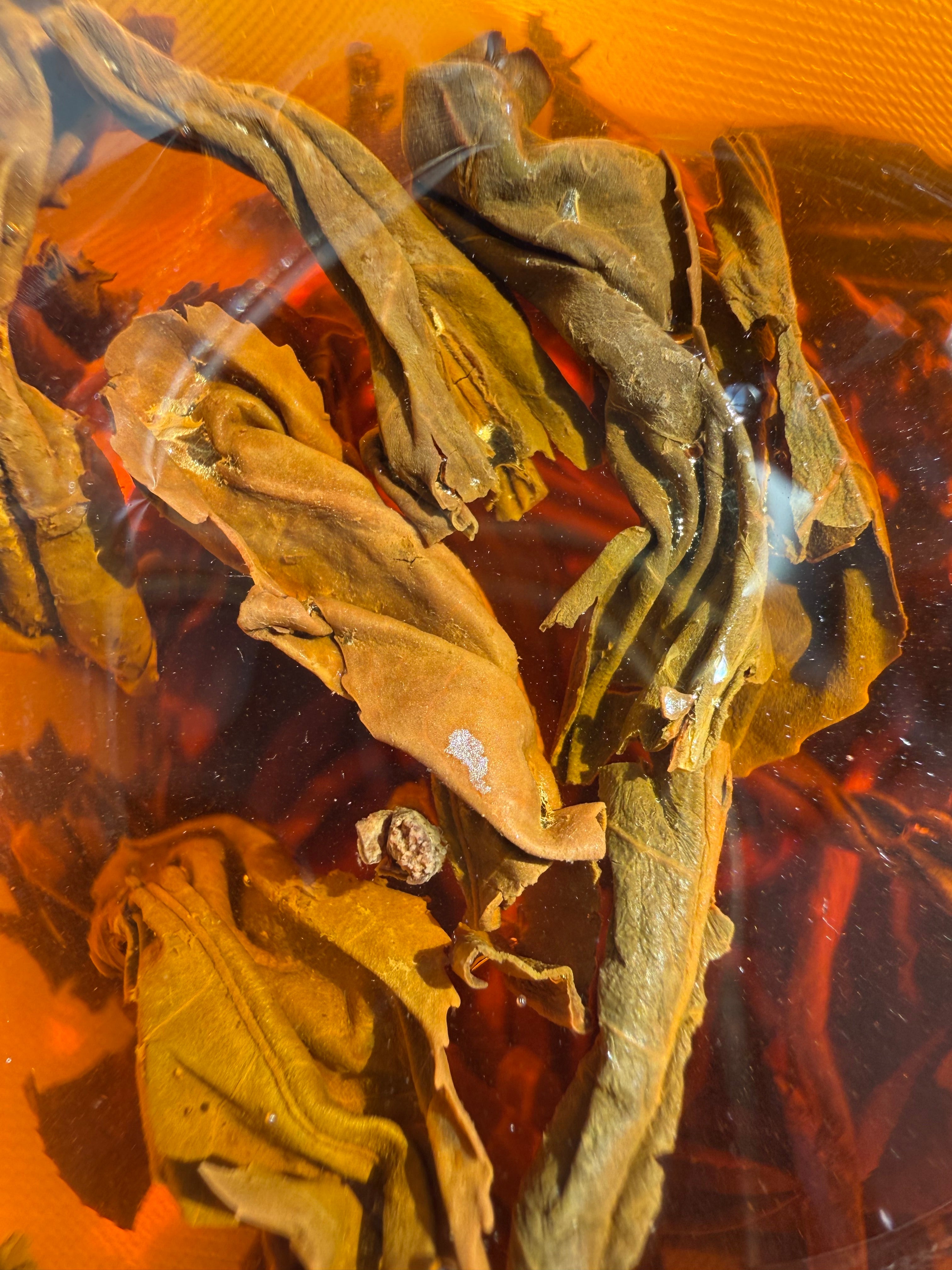 Steeped leaves of Himalayan GABA Oolong unfurled in amber liquor, seen from above with steam rising