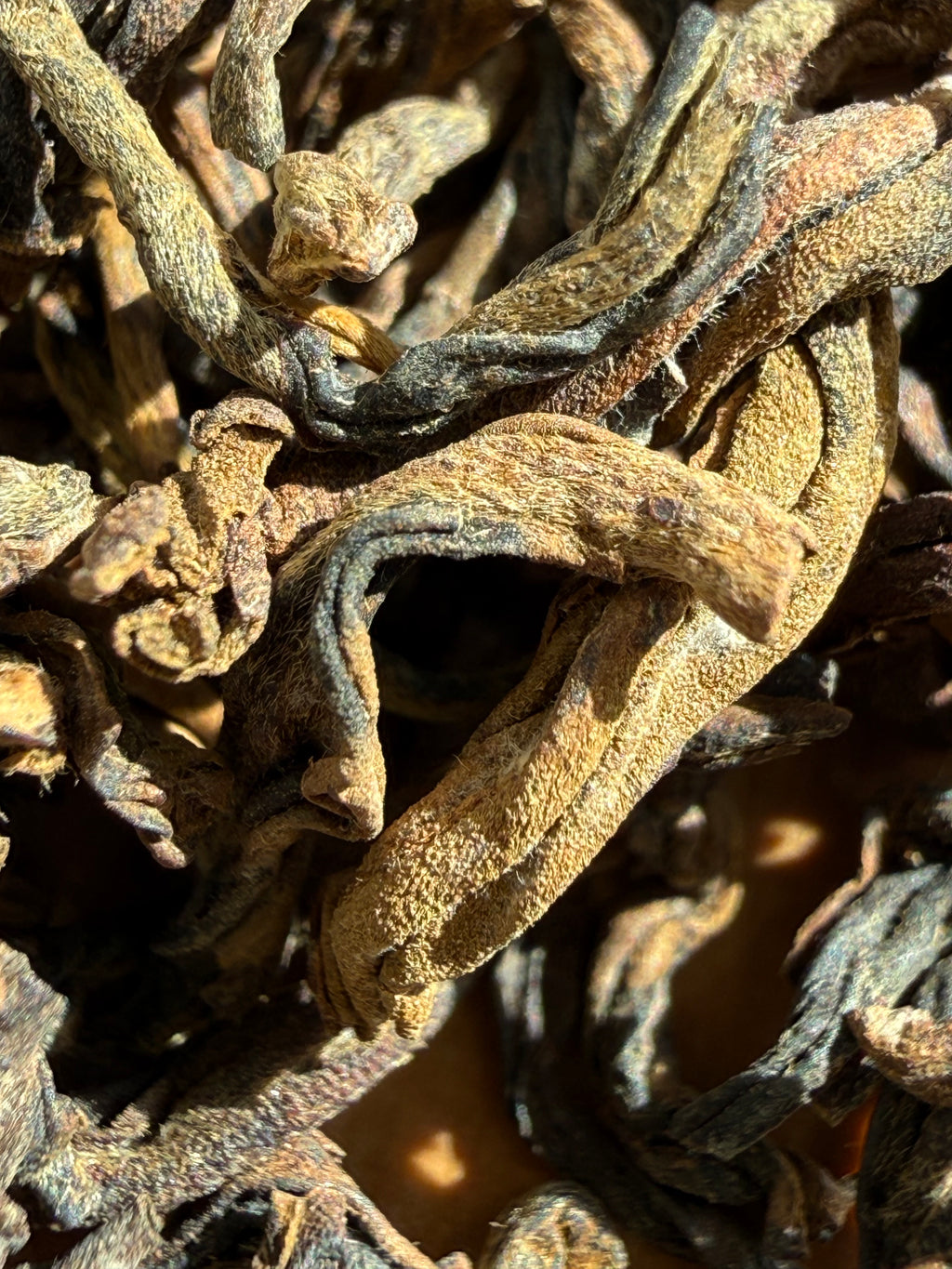 Dry Himalayan GABA Oolong leaves in sunlight, long golden-olive twists showing downy silver hairs