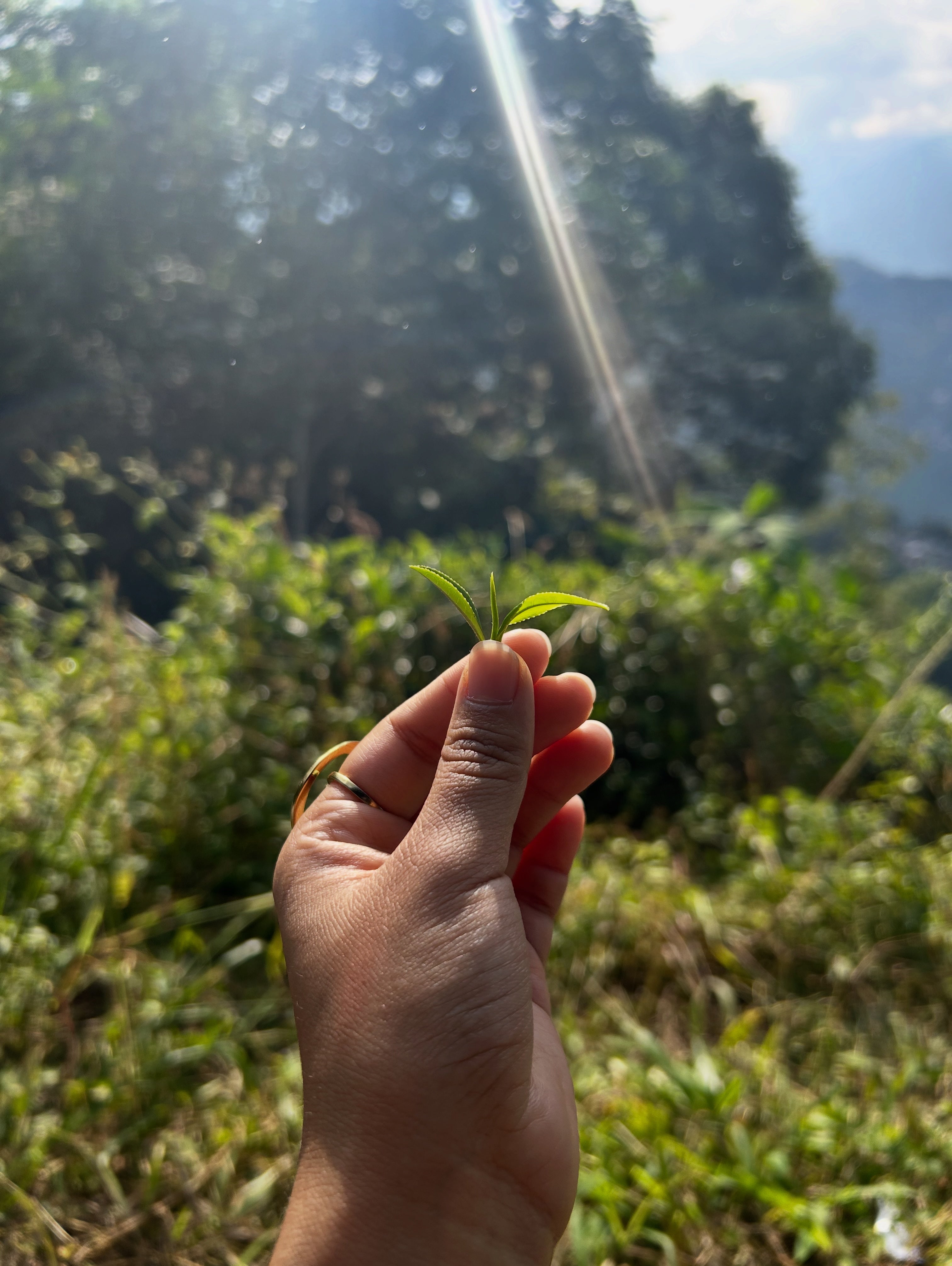 A hand holding a single freshly plucked tea shoot, two leaves and a bud, against a sunlit tea garden