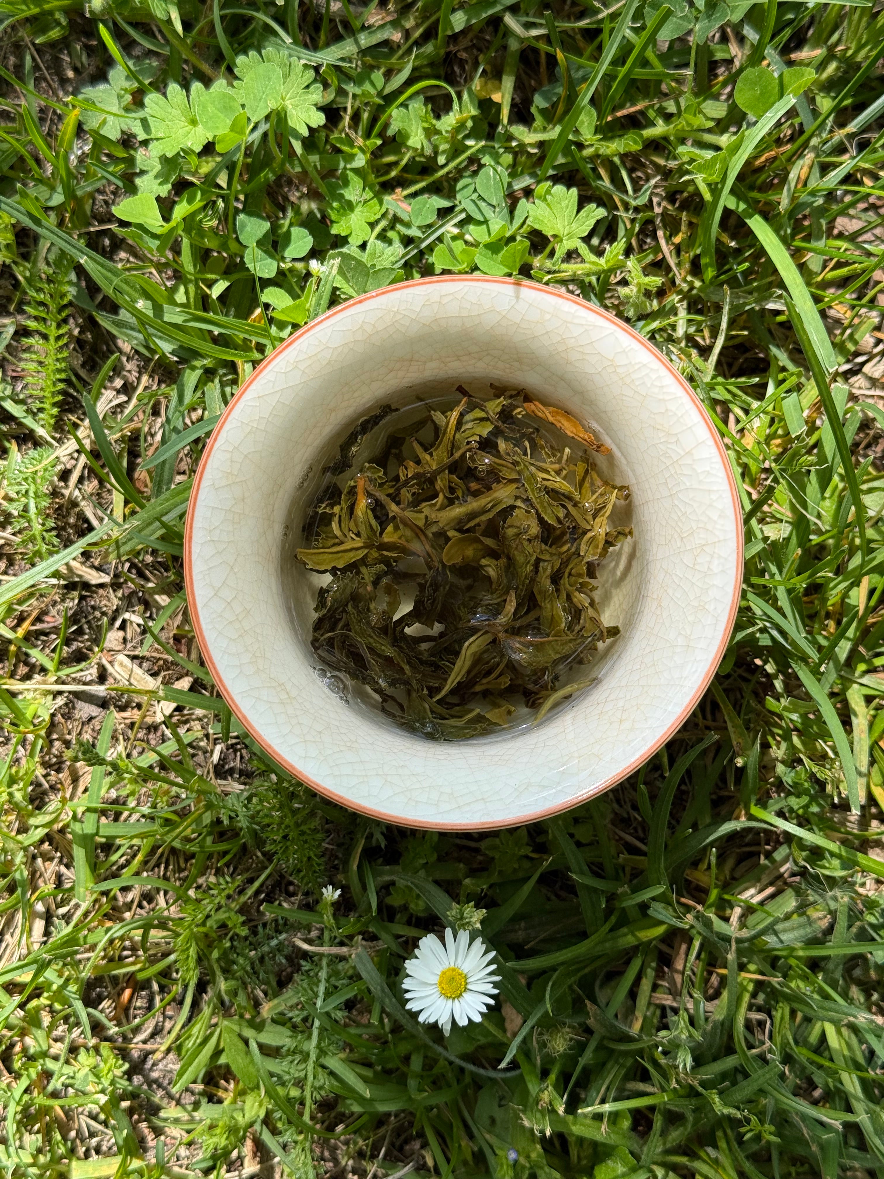 Whole First Flush tea leaves brewing in a white ceramic cup - Spring Set, March 2026 Himalayan harvest