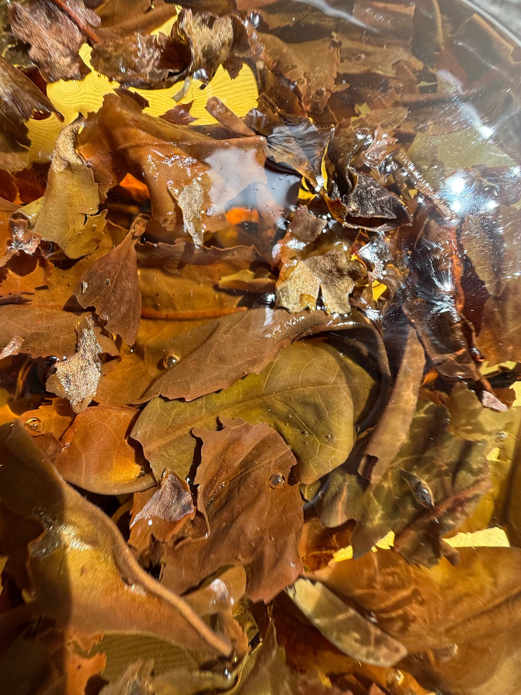 Steeped Pekoe Hill leaves unfurled in amber liquor, seen from above — copper, olive and russet leaves of a bug-bitten Darjeeling oolong
