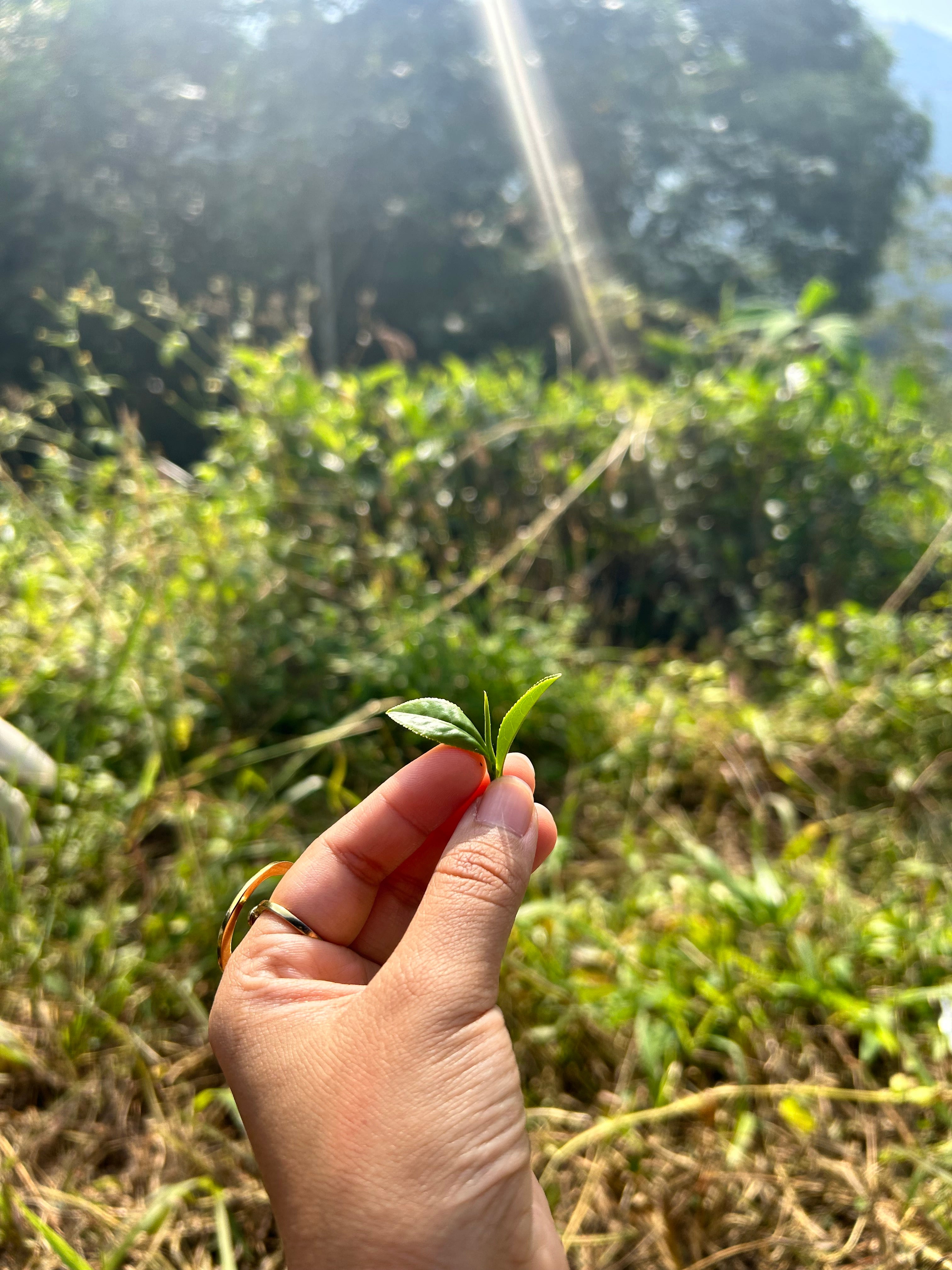 Hand holding freshly plucked whole tea leaves from a small Himalayan tea garden