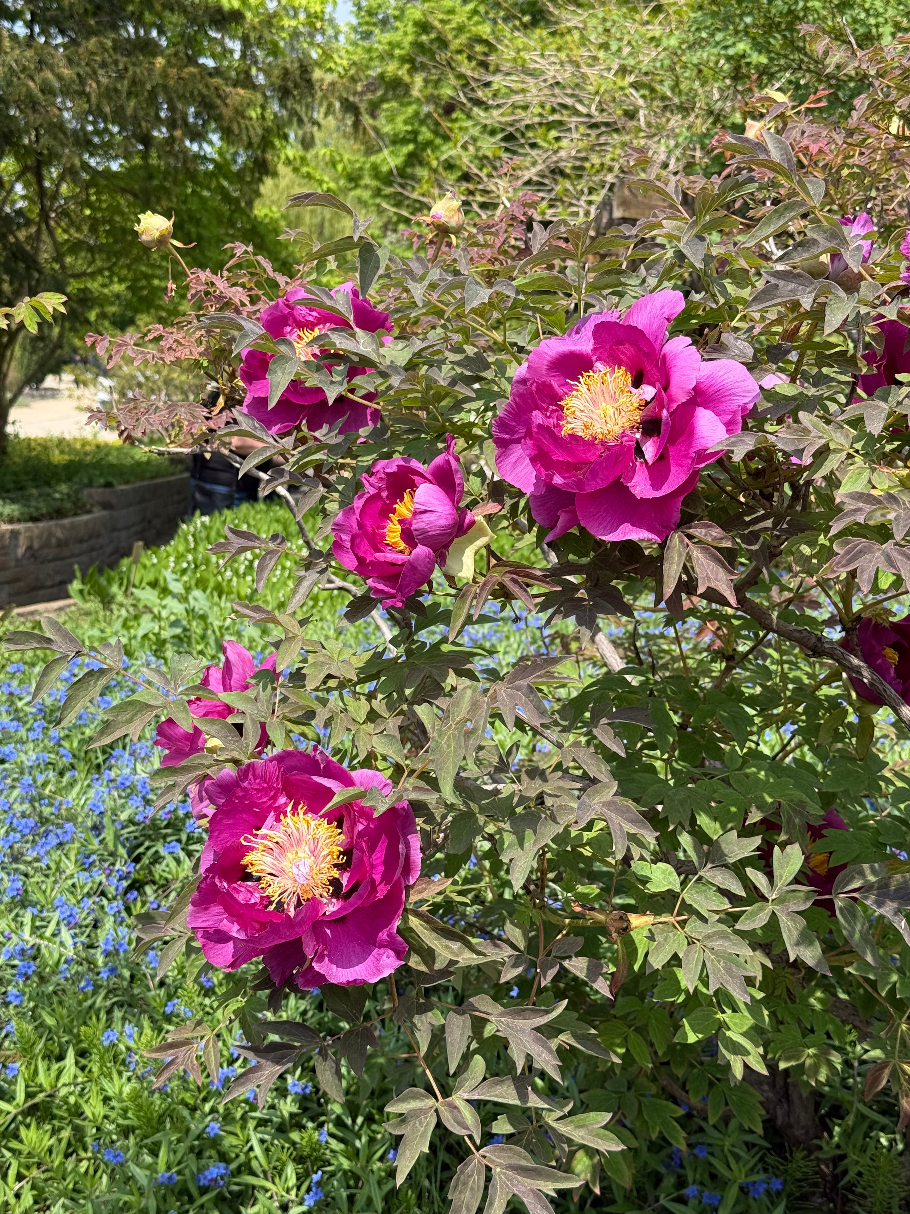 Magenta tree peonies in full bloom above a drift of blue forget-me-nots in a spring garden
