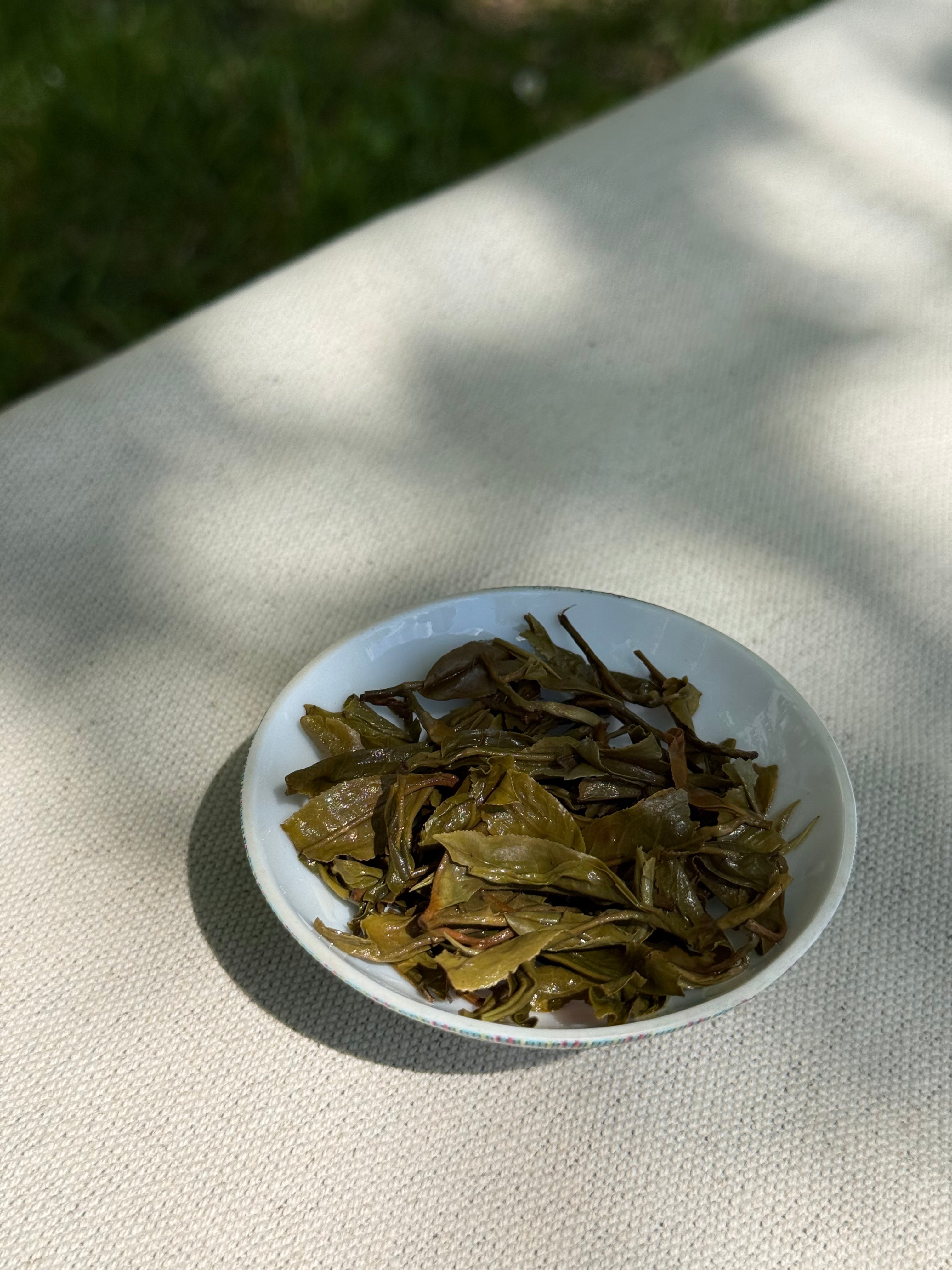 Spring Delight First Flush brewed whole leaf Himalayan tea on a white plate in natural sunlight