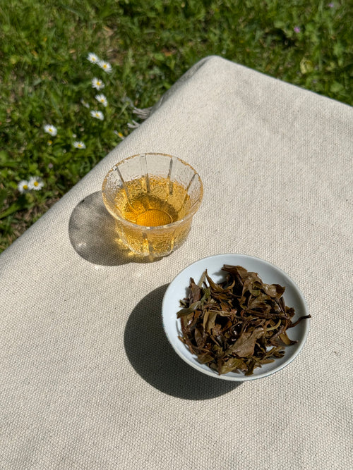 Spring Blossom AV2 First Flush brewed in a glass cup with brewed whole leaves on a linen surface in natural sunlight