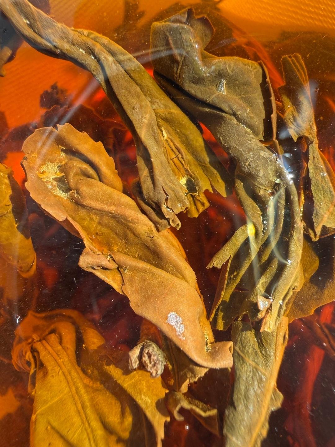 Close-up of steeped Himalayan GABA Oolong leaves, olive and bronze, unfurled in deep amber liquor