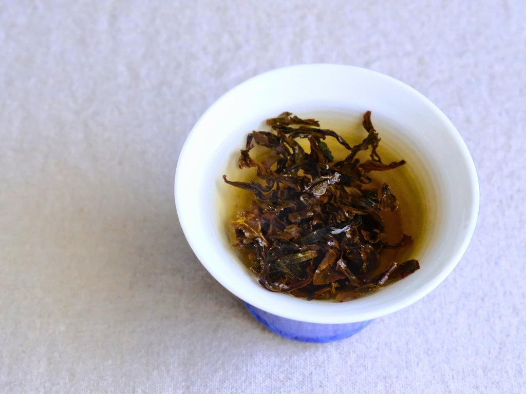 Pine Forest Schwarztee zieht in einem weißen Gaiwan mit blauem Fuß, die entfalteten Blätter in einem goldenen Aufguss