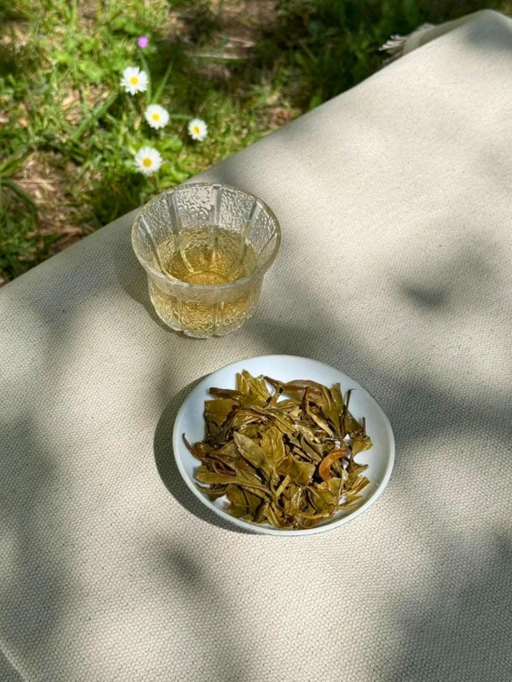 Spring Delight T78 & AV2 First Flush, pale gold in a glass cup, with its brewed olive-green leaves on a white plate beside daisies in the grass