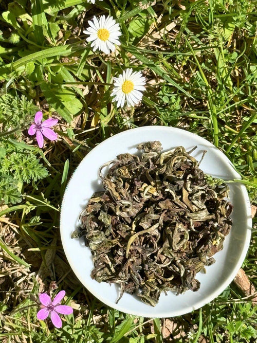 Dry leaves from the Spring Set, two Himalayan First Flush teas, in a white bowl on grass with daisies and pink wildflowers