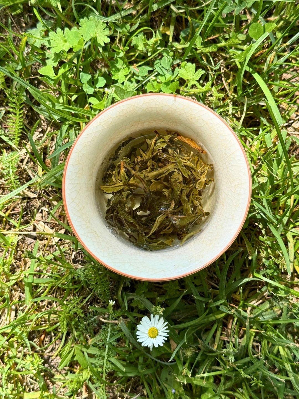 Infused Spring Set First Flush leaves in a crackle-glaze cup, seen from above on grass beside a single daisy