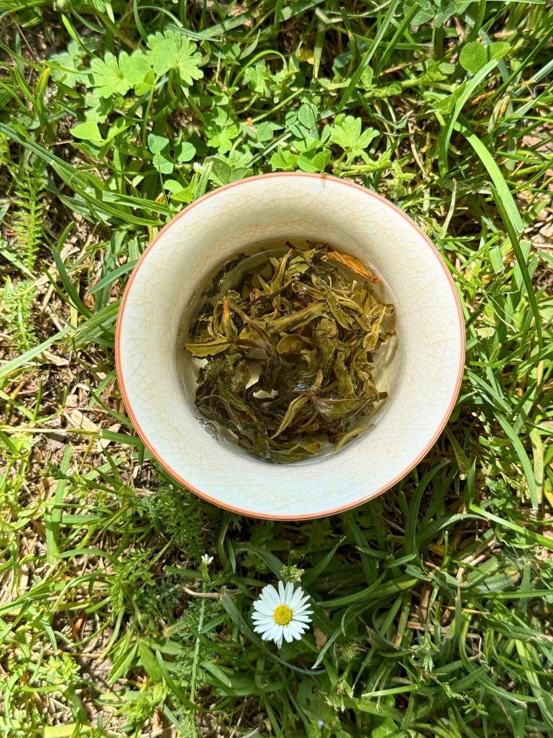 Infused Spring Set First Flush leaves in a crackle-glaze cup, seen from above on grass beside a single daisy